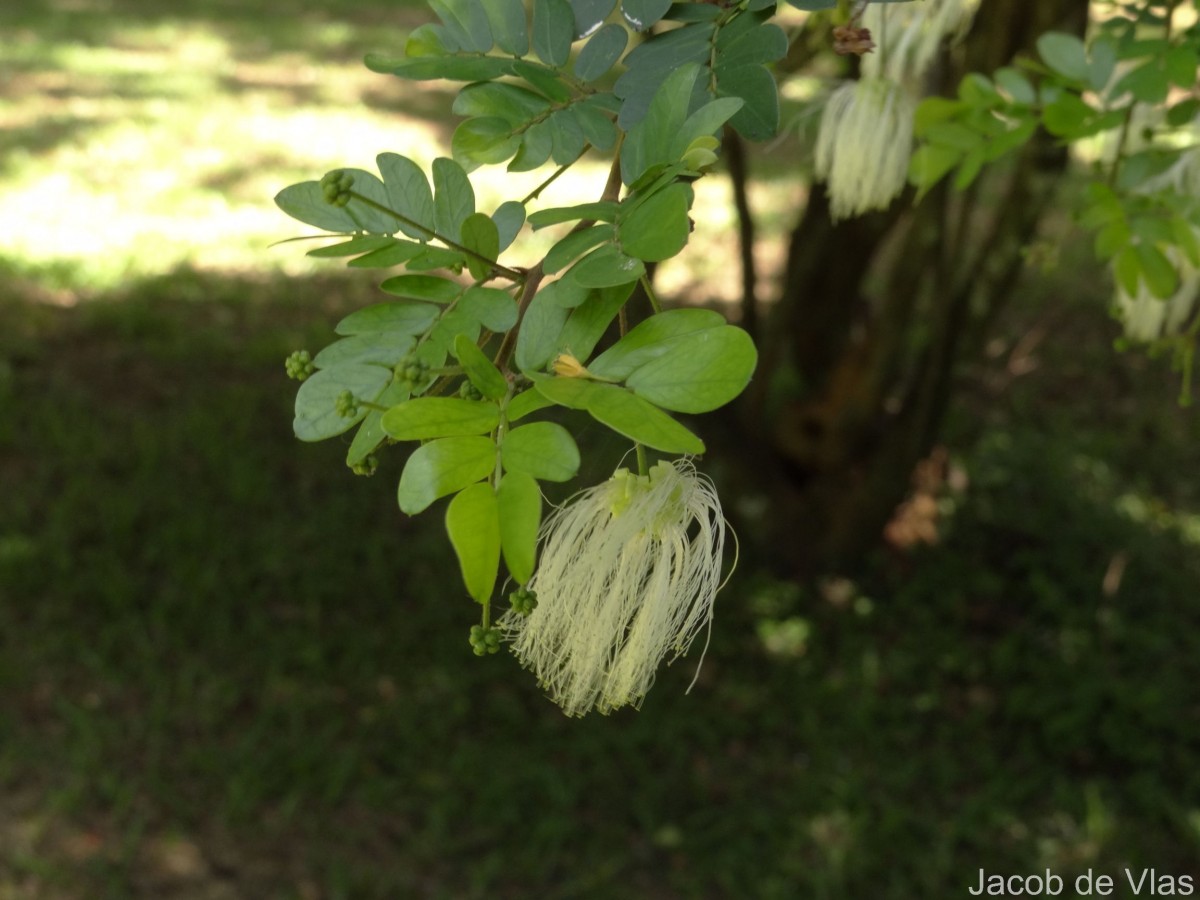 Thailentadopsis nitida (Vahl) G.P.Lewis & Schrire